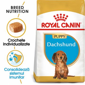 Royal Canin Dachshund Puppy hrana uscata caine junior Teckel, 1.5 kg de firma originala
