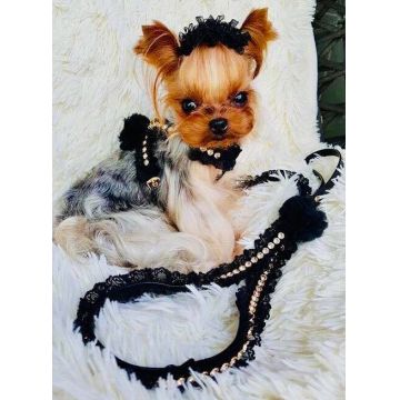 Ham din piele ecologica, negru, decorat cu dantela si lantisor din cristale Swarovski, gat 26 cm x piept 31-35 cm