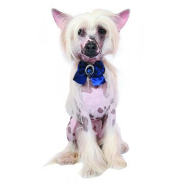 Zgarda caini, mov, din piele ecologica, decor fundita satin, 25 cm