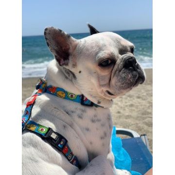 Ham ajustabil Max & Molly, multicolor, imprimeu Little Monsters, pentru caini de talie mica, marime S