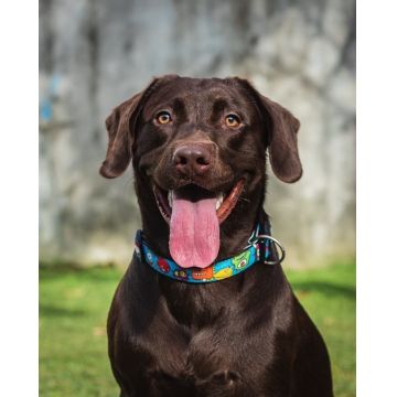 Zgarda cainii Max & Molly, multicolora, reglabila, cu sistem Smart ID, 30-40 cm x 2 cm