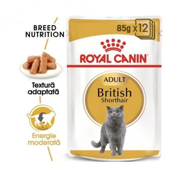 Set 12 buc x 85 gr Hrana umeda pentru pisici Royal Canin British Shorthair Adult