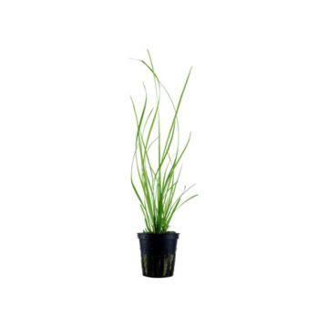Cyperus helferi