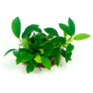 Dennerle Anubias Barteri nana Bonsai