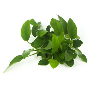 Dennerle Anubias Barteri var. Nana