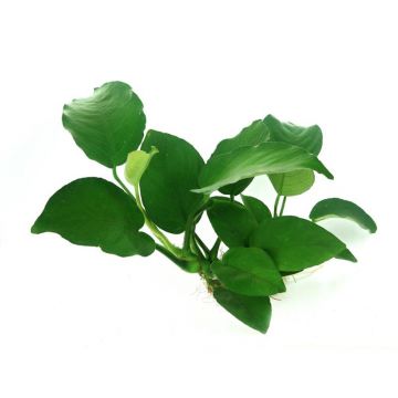 Dennerle Anubias Barteri Dennerle Anubias Barteri