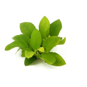 Dennerle Anubias nana Gold