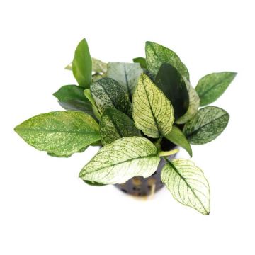 Dennerle Anubias nana Pinto