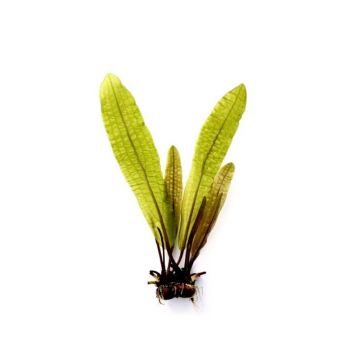 Dennerle Aponogeton boivinianus BULB