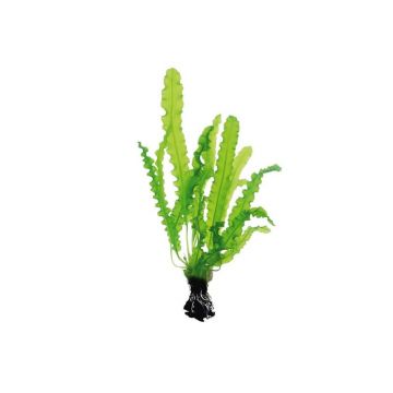 Dennerle Aponogeton longiplumulosus BULB