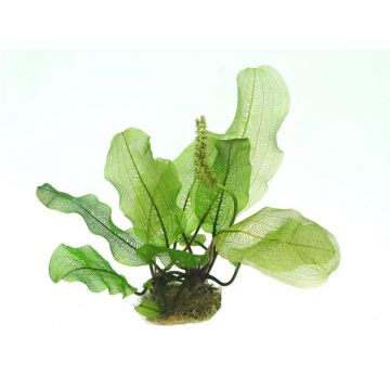 Dennerle Aponogeton madagascariensis BULB