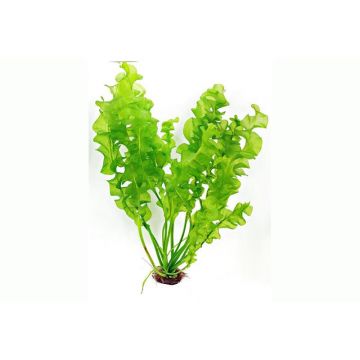 Dennerle Aponogeton ulvaceus BULB