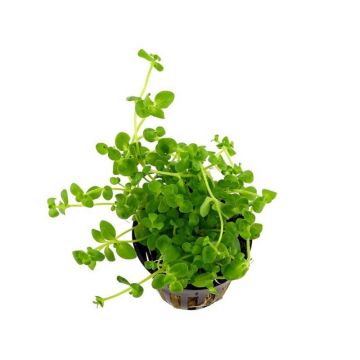 Dennerle Bacopa Australis
