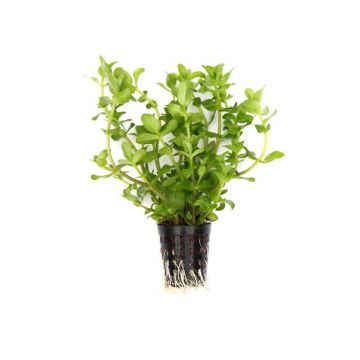 Dennerle Bacopa caroliniana