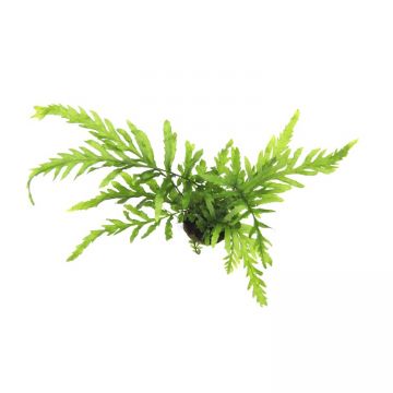 Dennerle Bolbitis heudelotii