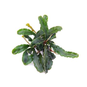 Dennerle Bucephalandra pygmaea 'Bukit Kelam'