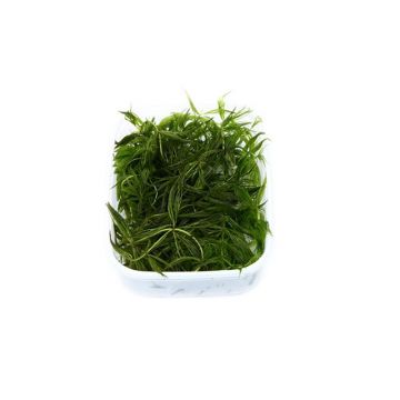 Dennerle Ceratophyllum demersum