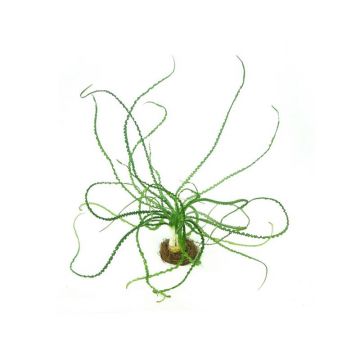 Dennerle Crinum calamistratum