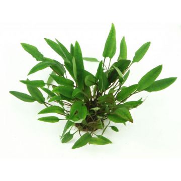 Dennerle Cryptocoryne Affinis