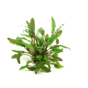 Dennerle Cryptocoryne beckettii