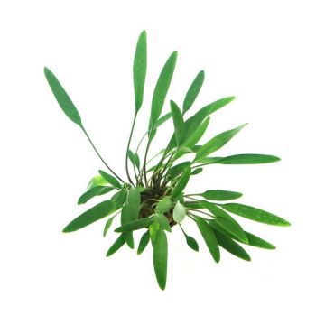 Dennerle Cryptocoryne Lucens