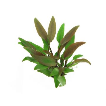 Dennerle Cryptocoryne Lutea