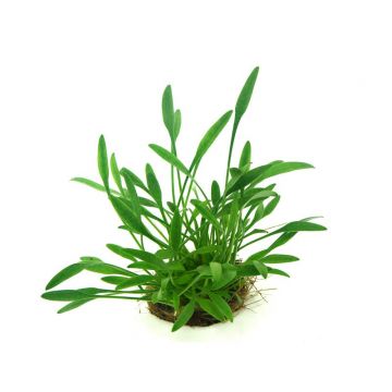 Dennerle Cryptocoryne Parva