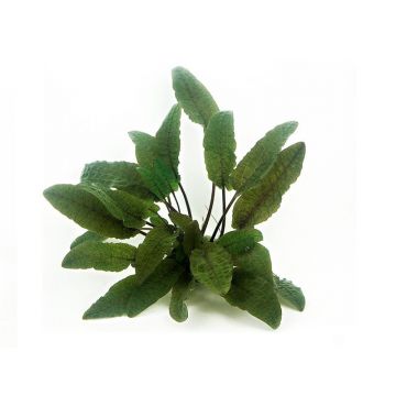 Dennerle Cryptocoryne wendtii brown