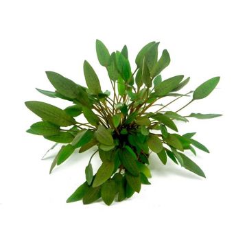 Dennerle Cryptocoryne wendtii Compact