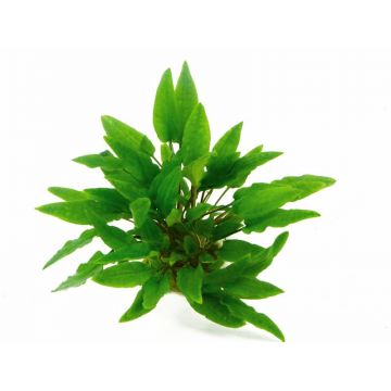 Dennerle Cryptocoryne Wendtii Green