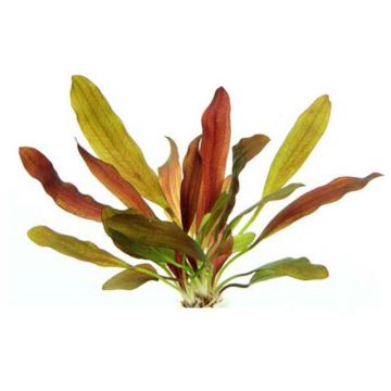 Dennerle Echinodorus Red Chameleon