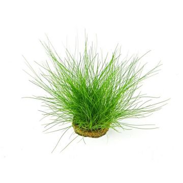 Dennerle Eleocharis Acicularis