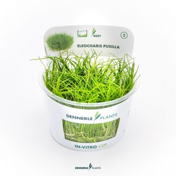 Dennerle Eleocharis pusilla In-Vitro