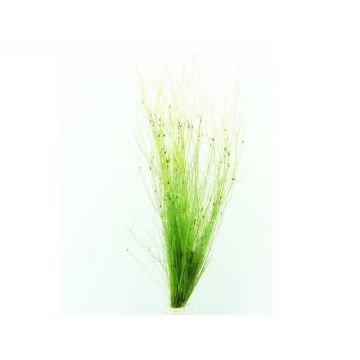 Dennerle Eleocharis vivipara