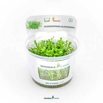 Dennerle Glossostigma elatinoides In-Vitro