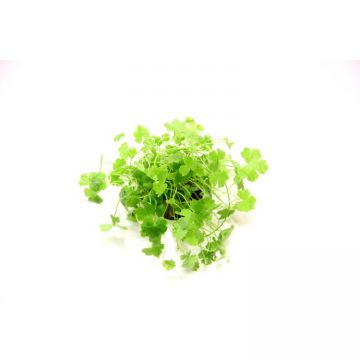 Dennerle Hydrocotyle tripartita