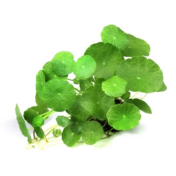 Dennerle Hydrocotyle verticillata