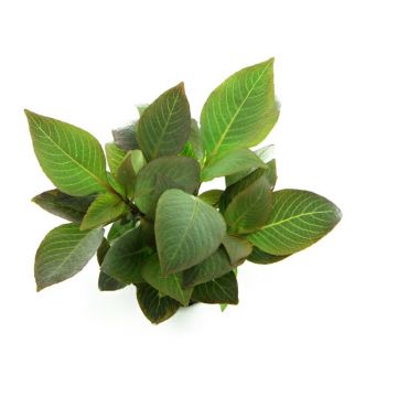 Dennerle Hygrophila corymbosa Compact