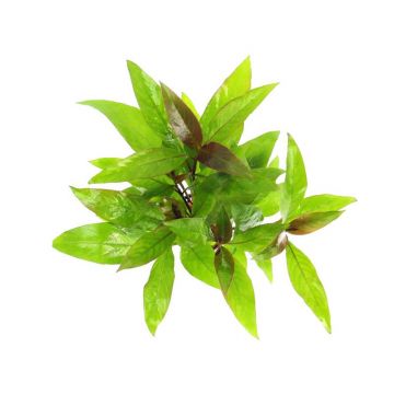 Dennerle Hygrophila corymbosa Stricta