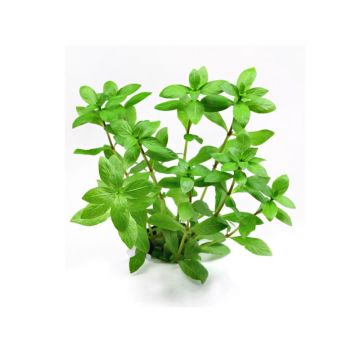 Dennerle Hygrophila polysperma