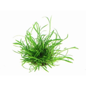 Dennerle Lilaeopsis Brasiliensis