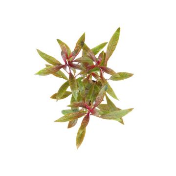 Dennerle Ludwigia glandulosa