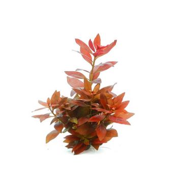 Dennerle Ludwigia Repens Rubin