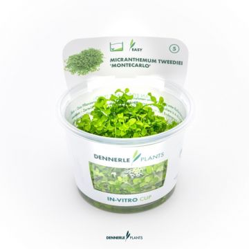 Dennerle Micranthemum Monte Carlo Tweediei In-Vitro