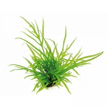 Dennerle Microsorum pteropus Trident