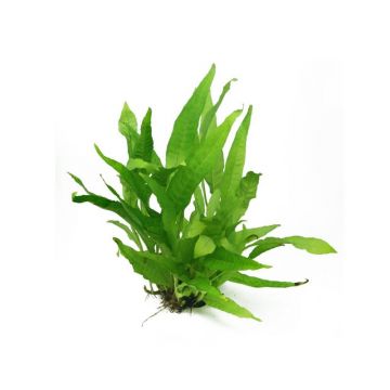 Dennerle Microsorum Pteropus