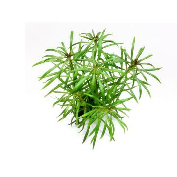Dennerle Pogostemon stellatus sp.