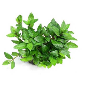 Dennerle Staurogyne Repens