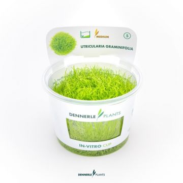 Dennerle Utricularia graminifolia In-Vitro