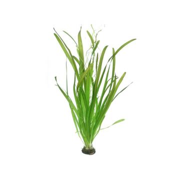 Dennerle Vallisneria Australis Gigantea